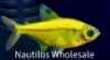 Picture of GLOFISH® : PRISTELLA TETRA SUNBURST ORANGE®