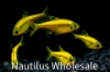 Picture of GLOFISH® : PRISTELLA TETRA SUNBURST ORANGE®