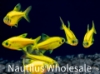 Picture of GLOFISH® : PRISTELLA TETRA SUNBURST ORANGE®