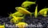 Picture of GLOFISH® : PRISTELLA TETRA SUNBURST ORANGE®