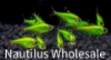 Picture of GLOFISH® : PRISTELLA TETRA ELECTRIC GREEN®