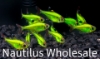 Picture of GLOFISH® : PRISTELLA TETRA ELECTRIC GREEN®