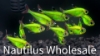 Picture of GLOFISH® : PRISTELLA TETRA ELECTRIC GREEN®