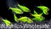 Picture of GLOFISH® : PRISTELLA TETRA ELECTRIC GREEN®