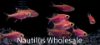 Picture of GLOFISH® : PRISTELLA TETRA GALACTIC PURPLE®