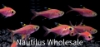 Picture of GLOFISH® : PRISTELLA TETRA GALACTIC PURPLE®