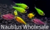 Picture of GLOFISH® : PRISTELLA TETRA ASSORTED