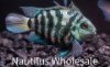 Picture of CICHLID: PARROT BLUE TIGER SM 