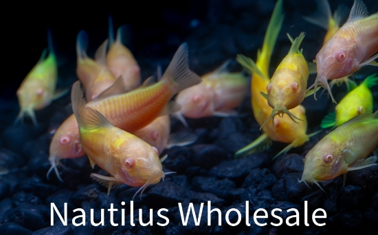 Picture of GLOFISH® CORY ASST (NO HI)   