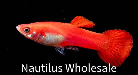 Picture of GUPPY: RED ROSE MALE