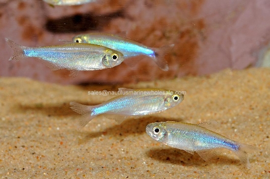 Picture of TETRA: BLUE PERU *ON SPECIAL*