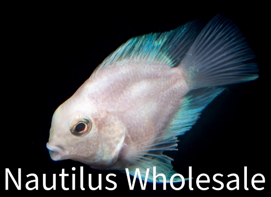 Picture of CICHLID: PARROT PLATINUM SM