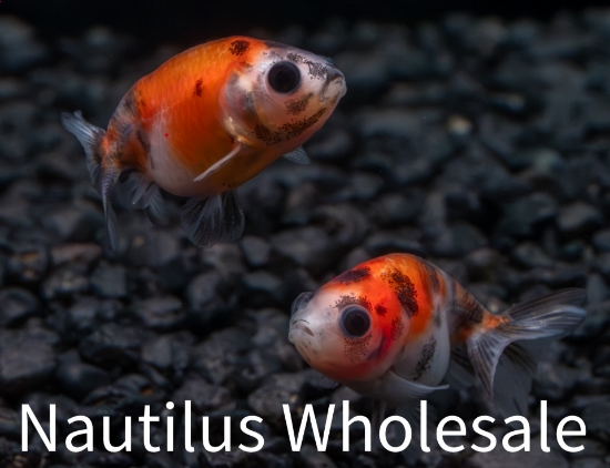 Picture of GOLDFISH: RANCHU CALICO 5CM