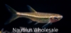 Picture of RASBORA: REDLINE