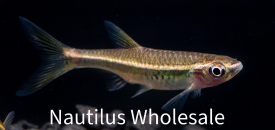 Picture of RASBORA: REDLINE