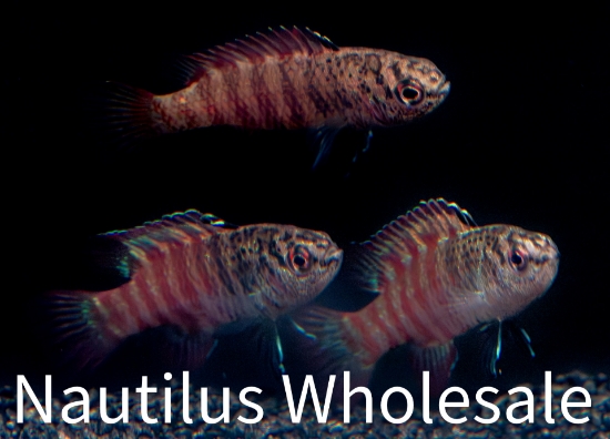 Picture of MISC: BLACK TIGER BADIS *ON SPECIAL*