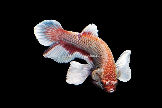 Picture of BETTA: DUMBO EAR PLAKAT MALE *ON SPECIAL*