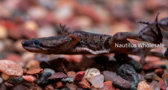 Picture of AMPHIB: FROG DWARF (NO VA) *ON SPECIAL*