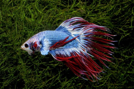 Picture of BETTA: CROWNTAIL FLAG MALE *ON SPECIAL*