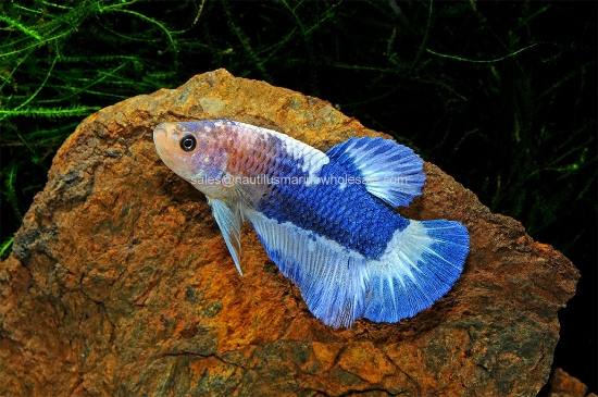Picture of BETTA: FANCY PLAKAT MALE *ON SPECIAL*