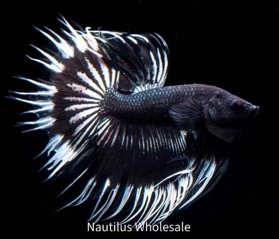 Picture of BETTA: CROWNTAIL BLACK AND WHITE BUTTERFLY MALE 