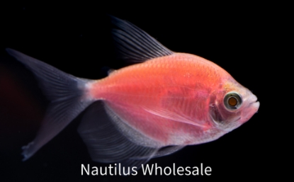 Nautilus Wholesale. GLOFISH®