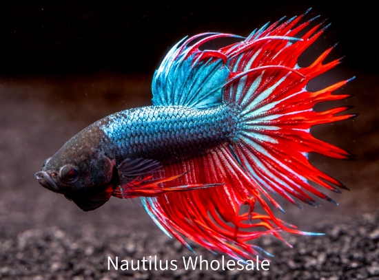 Picture of BETTA: DRAGON SCALE CROWNTAIL MALE  