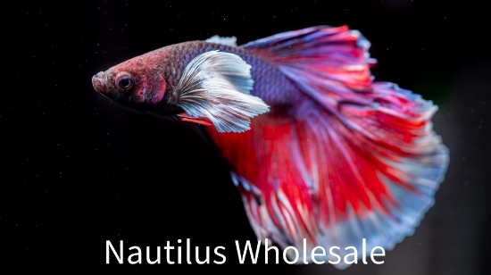 Picture of BETTA: DUMBO MALE