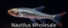 Picture of RASBORA: RUMMYNOSE ASIAN