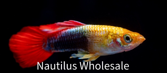 Picture of GUPPY: GOLD RED TUX MALE