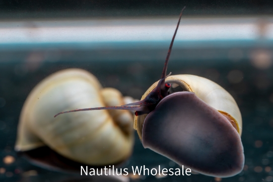 Picture of SNAIL: BLUE (NO AZ, GA, LA, ME)