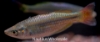 Picture of RAINBOW: AUSTRALIAN