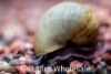 Picture of SNAIL: BLUE (NO AZ, GA, LA, ME)