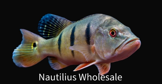 Picture of CICHLID: PEACOCK BASS 5-6" (NO OK ,MS)