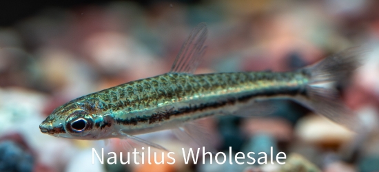 Picture of MISC: PENCIL TRIFASCIATUS