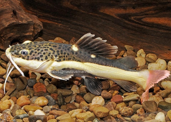 Picture of CAT: REDTAIL 3-4" *ON SPECIAL*