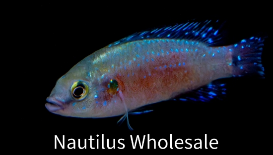 Picture of AFRICAN: OTHER-JEWEL TURKANA *ON SPECIAL*