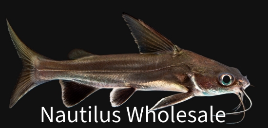 Picture of CAT: COLOMBIAN SHARK