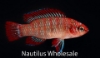 Picture of MISC: BADIS SCARLET