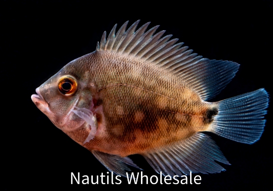 Picture of CICHLID: UARU MED