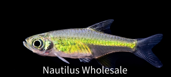 Picture of RASBORA: KUBOTAI