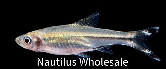 Picture of RASBORA: SCISSORTAIL