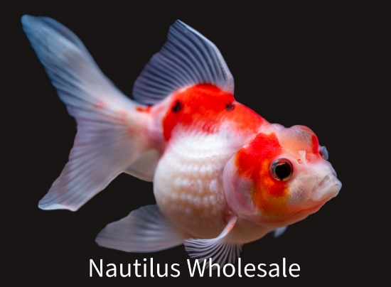Picture of GOLDFISH: PEARLSCALE 4.5" *ON SPECIAL*
