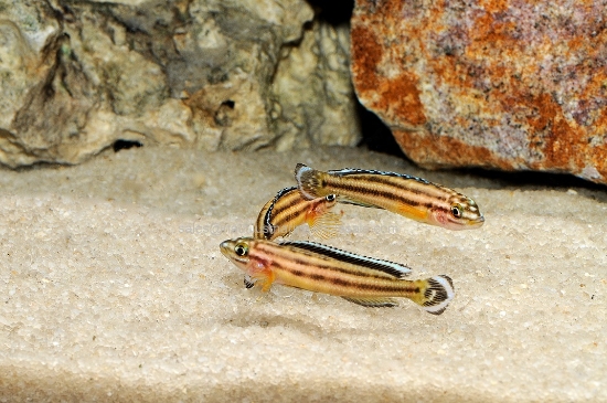 Picture of TANGAN: JULI REGANI KIPILI SM *ON SPECIAL*