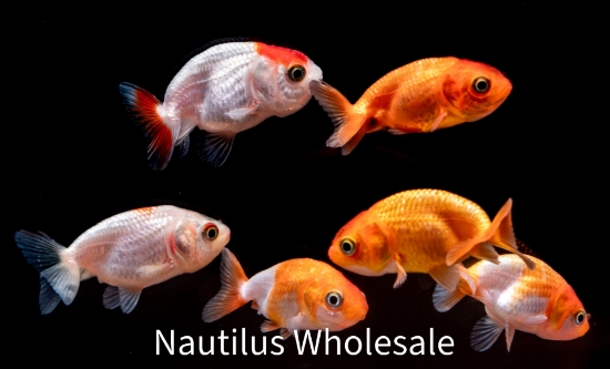 Picture of GOLDFISH: LIONHEAD RED/WHITE 4cm