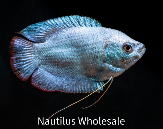 Picture of GOURAMI: POWDER BLUE DWARF