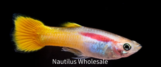 Picture of GUPPY: LEMON MALE