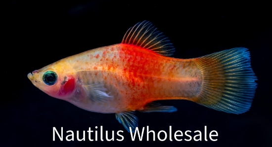 Picture of PLATY: MARIGOLD XLG
