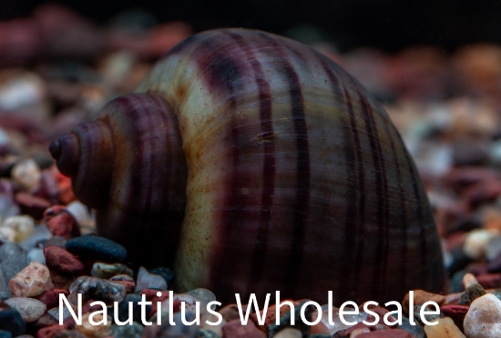 Picture of SNAIL: BLACK (NO AZ, GA, LA, ME)