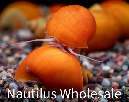 Picture of SNAIL: GOLD (NO AZ, GA, LA)